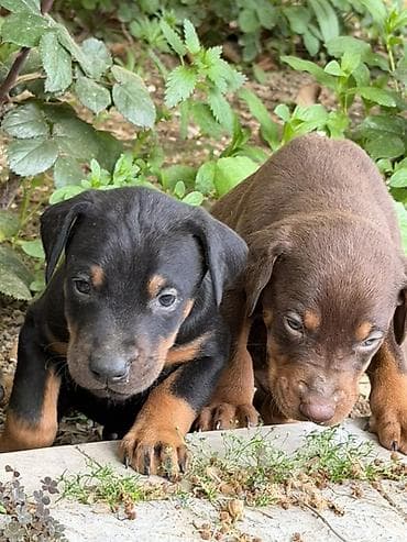 doberman satilir: Doberman, 1 ay, Ünvandan götürmə — 9