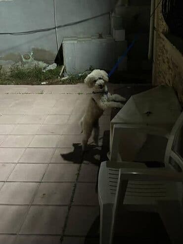 Pudel, 7 ay, Erkek, Peyvəndli, Ünvandan götürmə