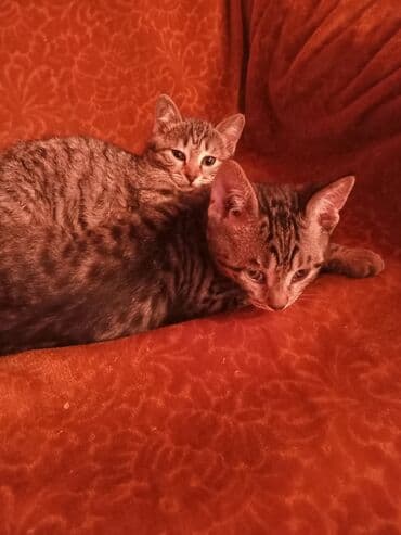 siçanlar: Tabbi, Yaxşı əllərə — 7