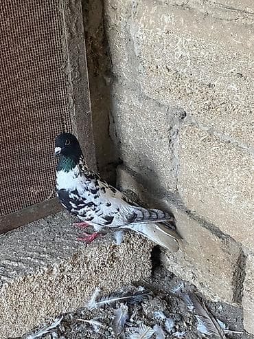 Erkeydi ayagında biraz axsağlıq var ama baska hecneye prablem yaradmır