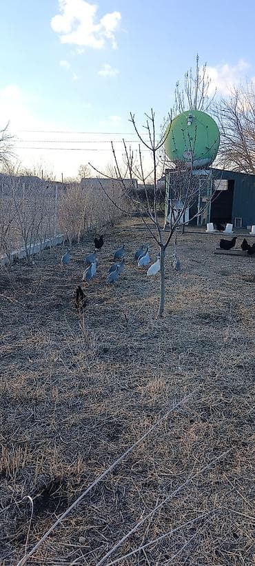 Собаки: Firəng Quşu 1 illik 15 azn, 5 aylıq 12 azn — 2