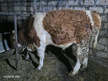 Simental tipli danalıq heyvan - Növlü: dana (Simental cinsinə bənzər