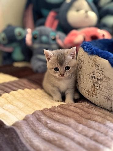 şotlan: Şotland yastı qulaq — 7