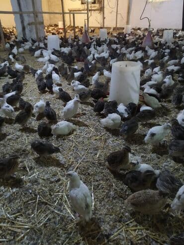 приют для кошек в баку: Diri və kəsilmiş hazır bildirçinlər. Tərtər və bərdə rayonlarına — 3