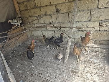 cins qoyun: Qarışıq cinsli toyuqlar sürüsü colpalar 3-4 aylıq 8 ədəd 8.0 manat — 1