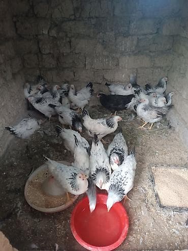toyuq yumurtaliq: Serebrist becəsi heyətdə boyub 3 ay 25 günlük di tam sağlam di 30 ədəd — 3