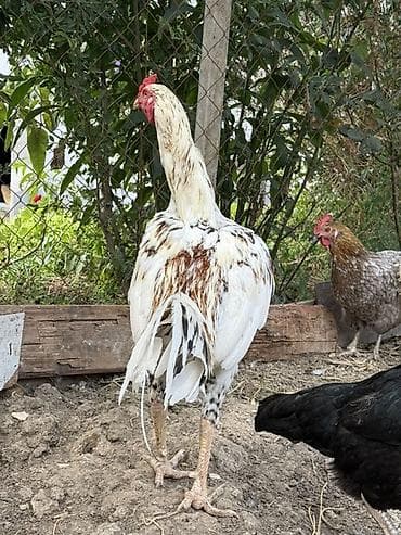 gence it satisi: Tecili. 11 aylıq. Aktiv cavan gözel rengli vidi ve cinsi olan yapon — 4