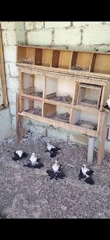 Göyərçinlər: Məhsul: Qara-ağ rəngli, uzun tüklü ayaqlı bəzək göyərçinləri — 1