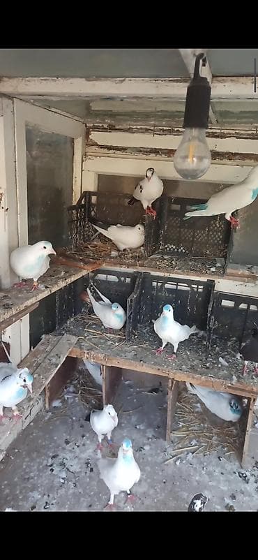 goyercin bazari: Tərgitmə quşlar 15qusdu hamsda ucuzdu qusdardi olarin balalardi kom — 4