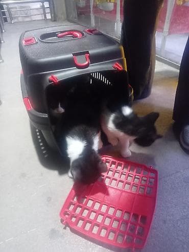 pişik yuvasi: 5 Dənə dir. Pulsuz Verlir yaxşı baxan olsun Allaha xatir — 5