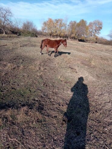 купить кролика в баку: Самец, Qarabag, лет: 2, Самовывоз — 2