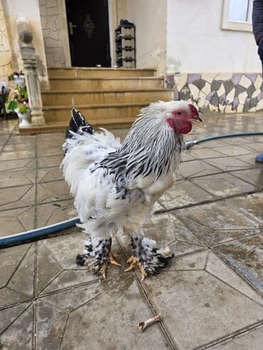 Qoyunlar, qoçlar: Brama 6 aylıq cüt 80 mamat tək 50 manat ünvan hövsan — 2