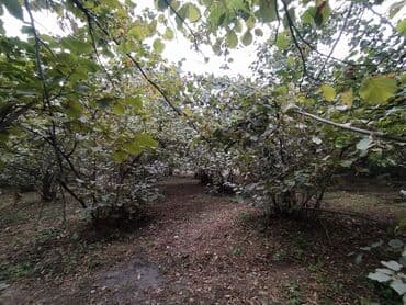 дом на колёсах: 5 комнат, 2500 м², Нет кредита, Без ремонта — 12