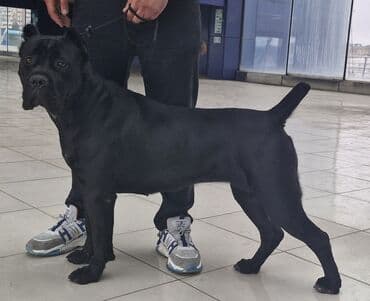 balaca it şəkilləri: Kane-Korso, 2 ay, Erkek, Sənədli, Ünvandan götürmə — 5