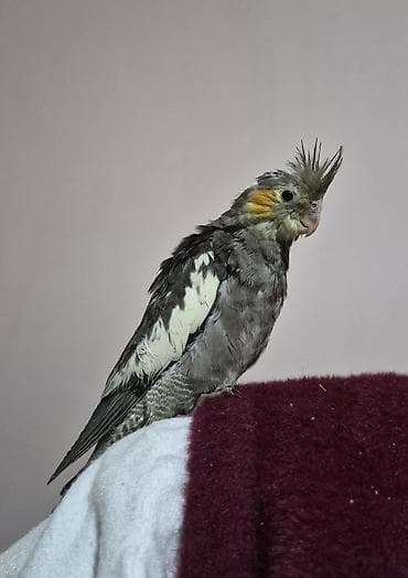 boyuk papuqay: 1ay yarımlıq bala ələ gəlir dişləmir yemə düşüb vitaminləri verilir — 1