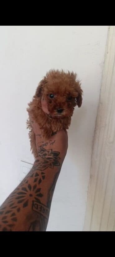 toy budel: Pudel, 3 ay, Erkek, Peyvəndli, Ünvandan götürmə — 18