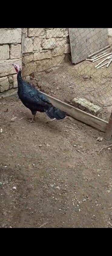 Audi: Самка, Для разведения, Самовывоз — 2