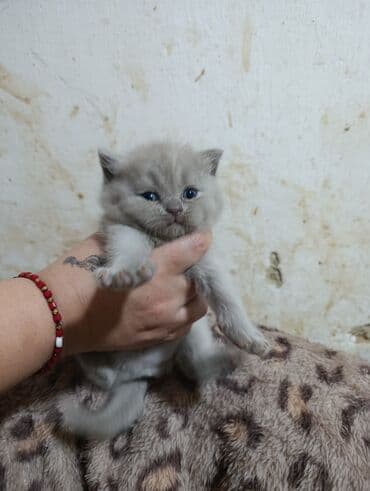 usaq ucun at: Britan — 8