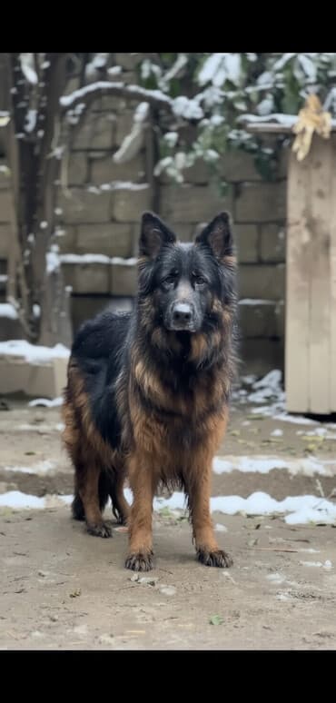 tüklü itlər: Alman çoban iti, 3 ay, Erkek, Peyvəndli — 1