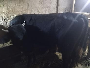 Real alıcılar narahat etsin real alana endirim edəcəm