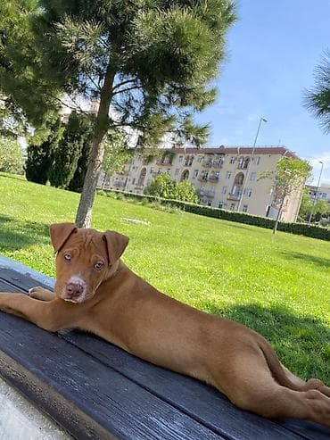 pitbul balasi: Pitbul, 2 ay, Erkek, Peyvəndli, Ünvandan götürmə — 5