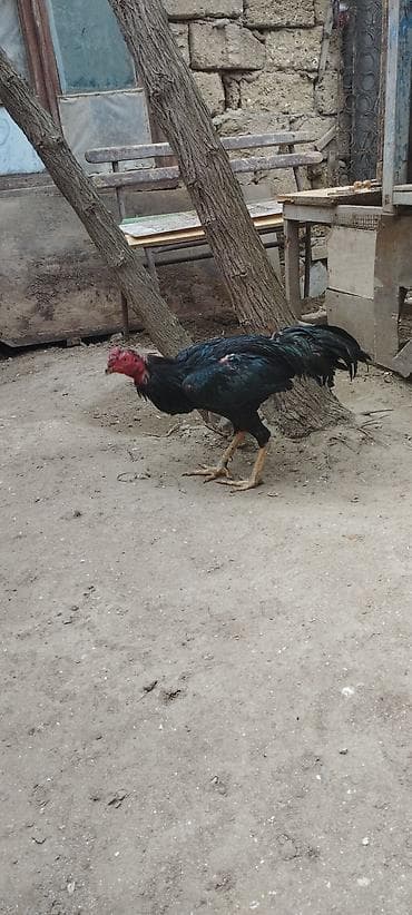 qurban: Cins xoruz – qara-yaşıl parıltılı lələklər, uzun quyruq və güclü bədən — 3