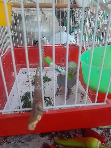 bulbul quşu: Попугай — 1