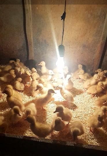 heyvanlar quşlar: Pekin ördəy balaları satılır istəyən əlaqə saxlasın tam sağlam Unvan — 1