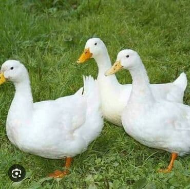 Salam dostlar mene bu ordeklerden lazımdı kimde varsa elaqe saxlasın