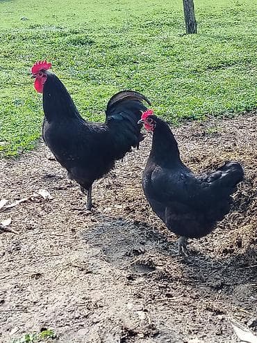 Toyuq, Australorp, Damazlıq lalafo.az -da Toyuq, Australorp, Damazlıq