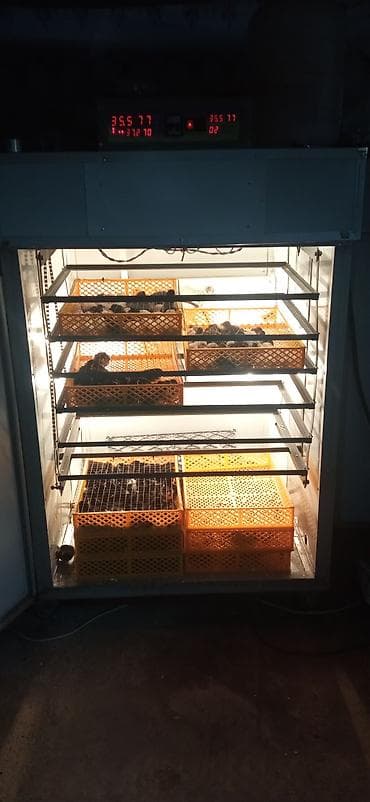 2 ayliq cuceler: 2,50 qepiye sesek cücesi çatırılma var — 4