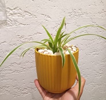 высокий кактус: Otaq Bitkisi


Çatdırılma Metro Sos 2azn — 1