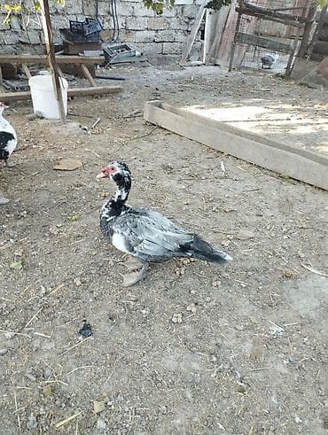 Muscovy (Hind) ördəkləri – 6 aylig super iri cekili heyvanlardi 3 eded