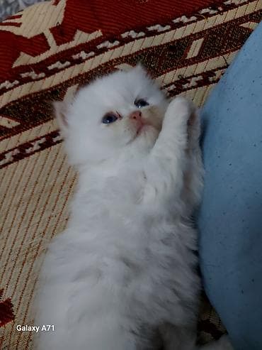 pisik geyimleri: Dişi — 4