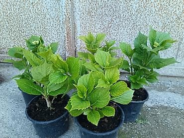 panel plastik: Məhsul: Qablarda dekorativ bəzək kolları və güllər - Qızılgül (Rosa) — 3