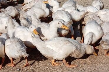 kuban ördek: Dişi, | Kuban, Ətlik, Ünvandan götürmə — 6