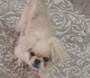 Кошки: Пекинес — 1