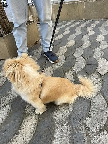 ari satilir: Pekines — 3