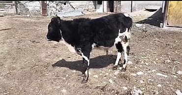 heyvanlar və balaları: Erkek buzov 3 ayliqdi — 3