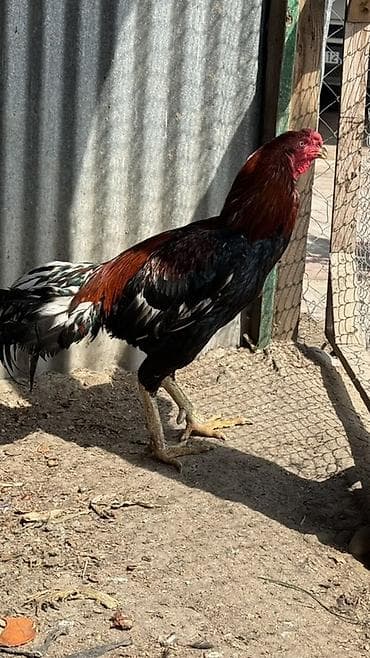 toyuq ataks: Saf qanlı xoruz – iri gövdəli, uzun ayaqlı, güclü skeletli. - Rəng — 2