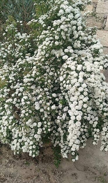 gul toxumlari: Həyət gülleri. 90növ çesid var! — 24