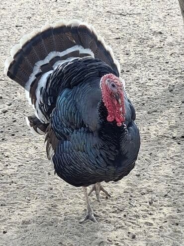 Erkək, Damazlıq, Pulsuz çatdırılma