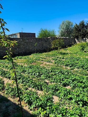 evler satisi: 9 sot, Tikinti, Barter mümkündür, Kupça (Çıxarış) — 5