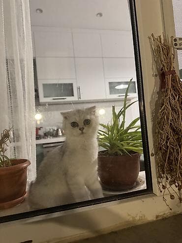 Satılır bala gümüşü şinşilla şotland, yaşıl gözlü. Aprelin 14-ü — 1