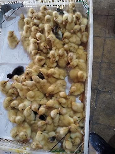 ördək balası və cücə: Məhsul: Ördək balaları (cücələr) Təsvir: - Yeni çıxmış ördək — 3