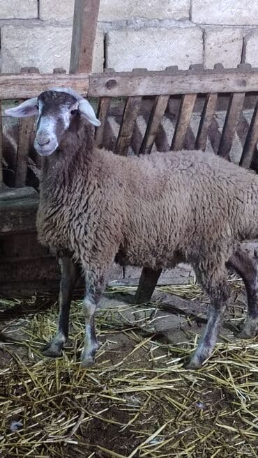 Camış: DAMAZLIQA YARARLI DIŞI SATILIR TAM SAGLAMDI OZ HEYVANIMIN BALASIDI — 1