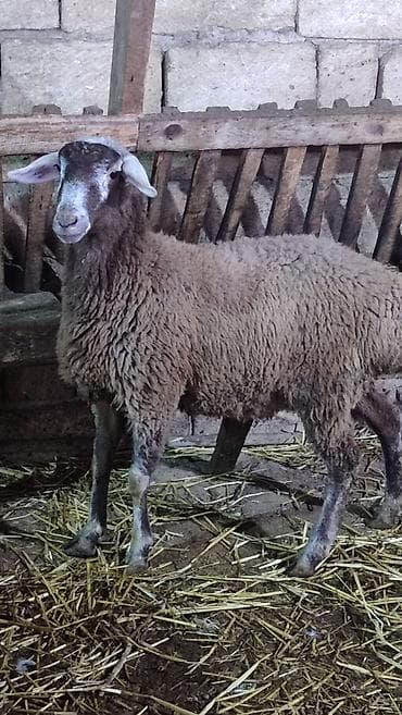 Аквариумы: Sağlam cavan heyvanlardi kom satılır Kurdexanidadi. Ümumi 12 Heyvandi — 8