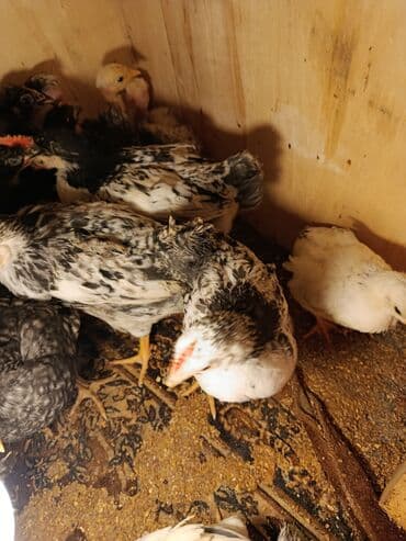 yerli cins inekler: Toyuq cücələri, Ətlik, Ünvandan götürmə — 7