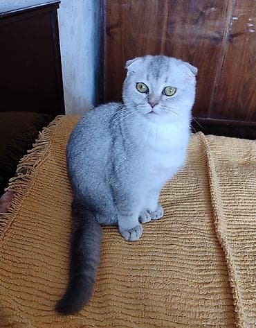 sinsila pisik: Şotland, Erkək, Dişi, Ünvandan götürmə — 8