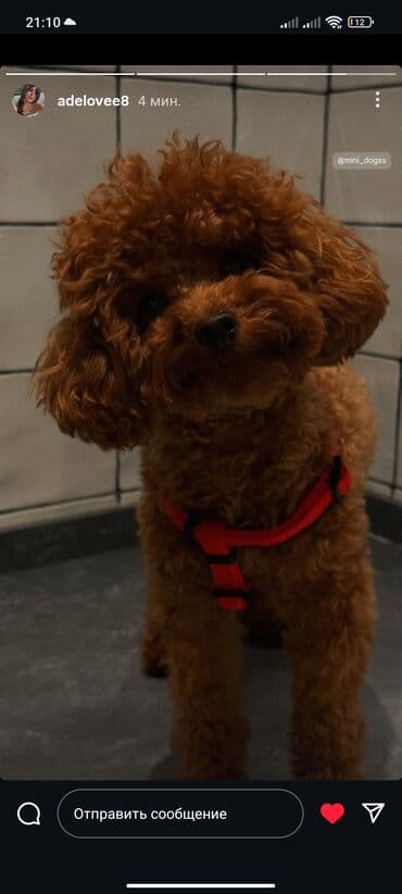 toy budel: Pudel, 3 ay, Erkek, Peyvəndli, Ünvandan götürmə — 26